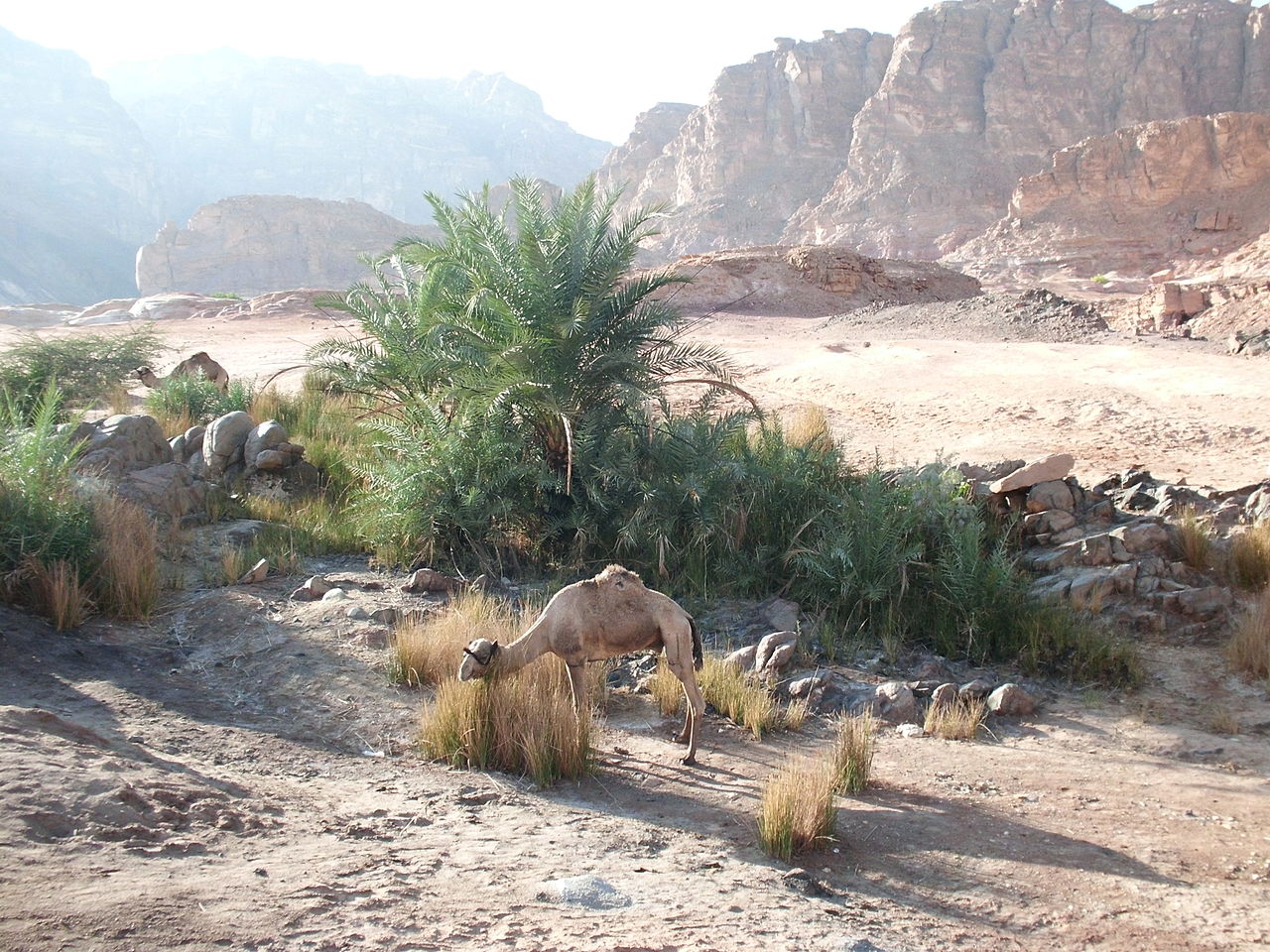 1280px Kamele in kleiner Oase Sinai